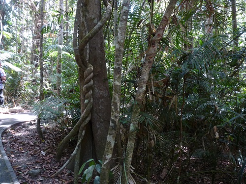 Kuranda